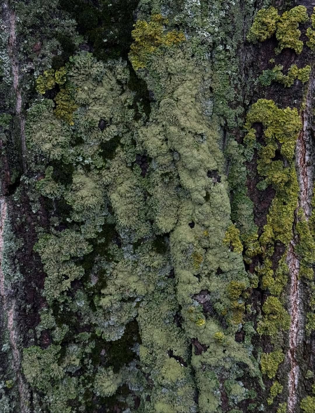 Beau Domaine by Brad Pitt & Famille Perrin