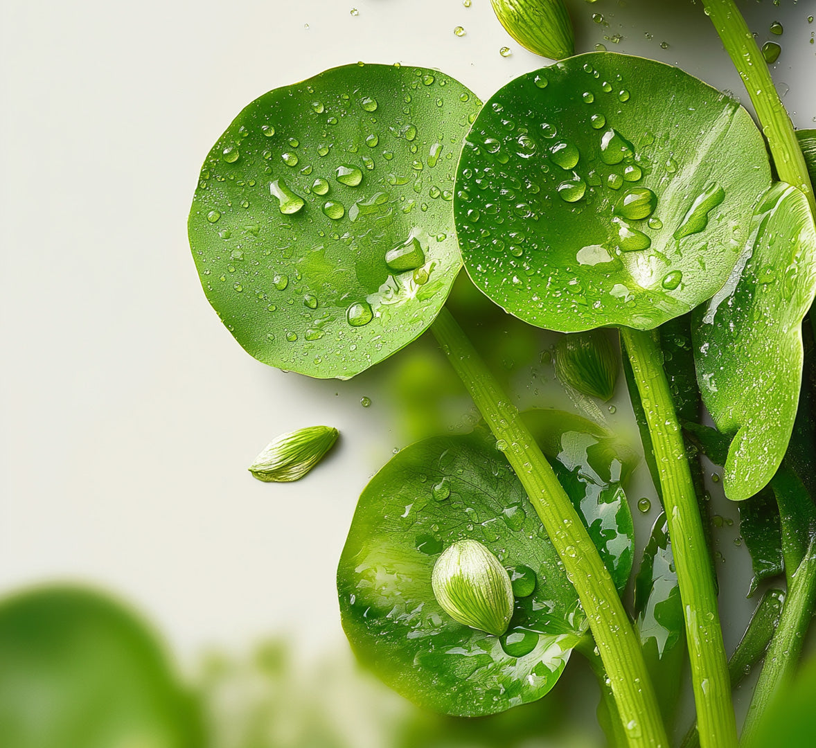 Beau Domaine by Brad Pitt & Famille Perrin