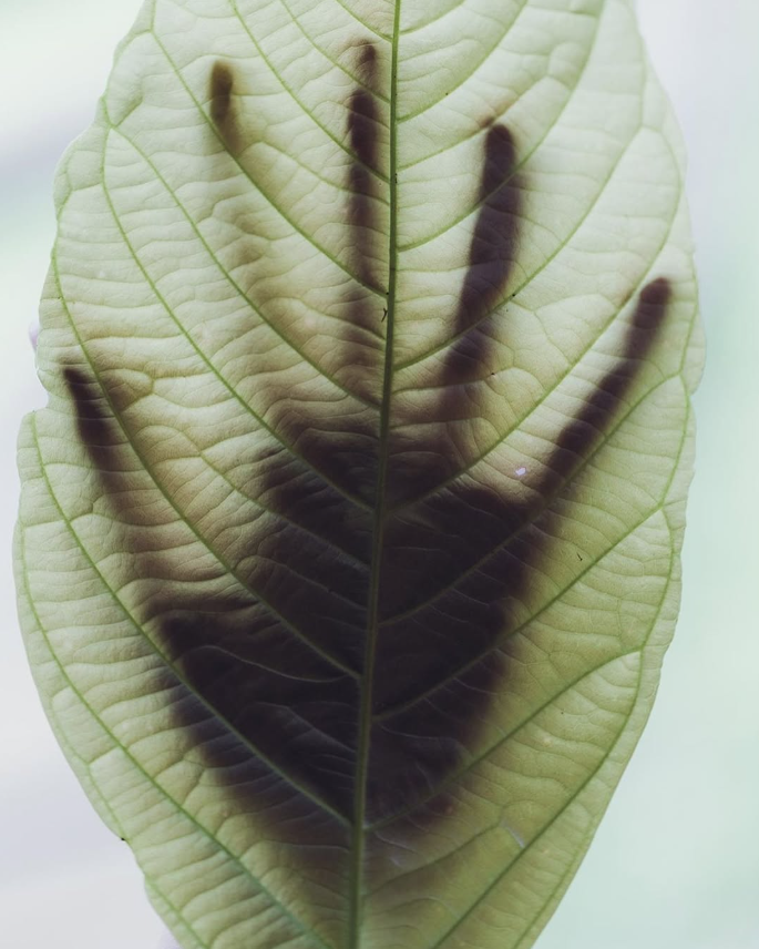 Beau Domaine by Brad Pitt & Famille Perrin