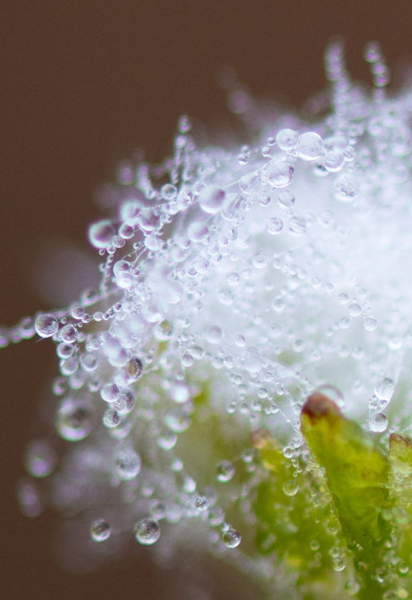 Beau Domaine by Brad Pitt & Famille Perrin