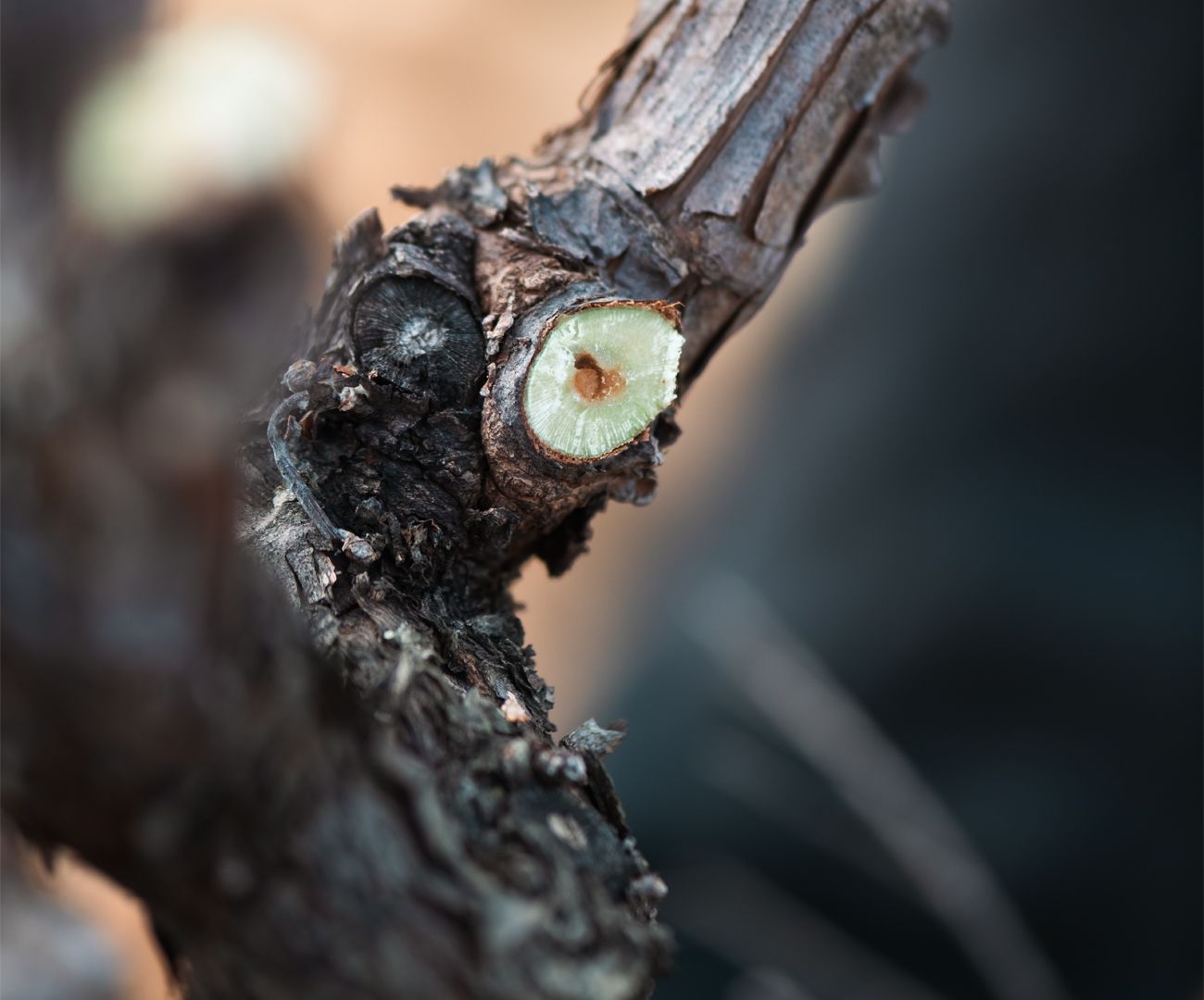 Beau Domaine by Brad Pitt & Famille Perrin