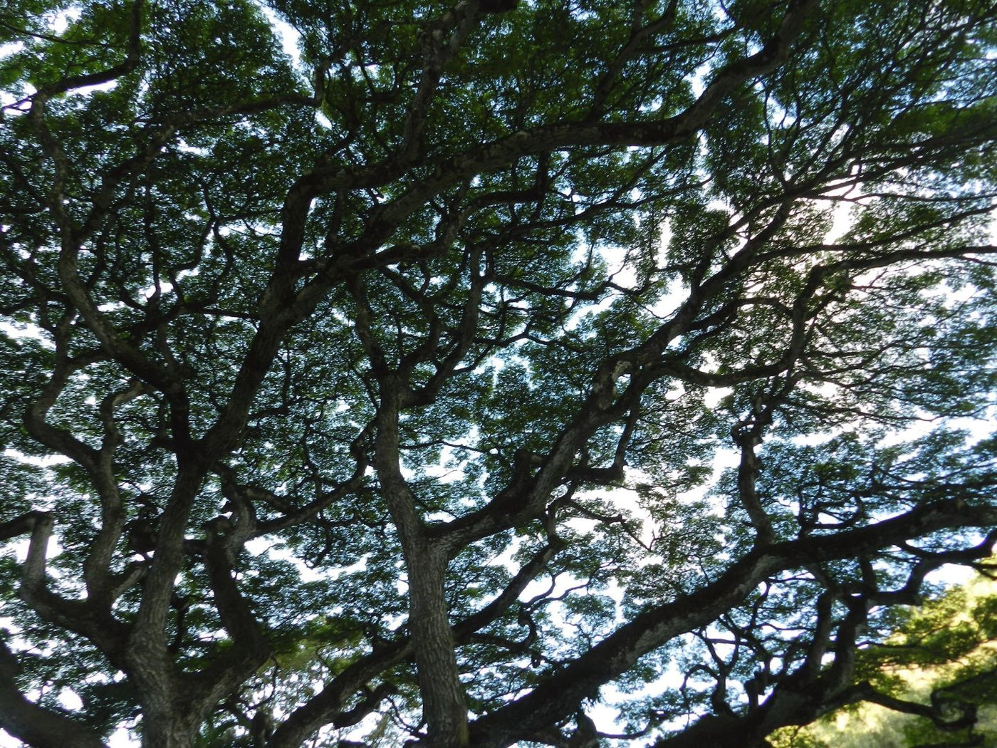 Beau Domaine by Brad Pitt & Famille Perrin