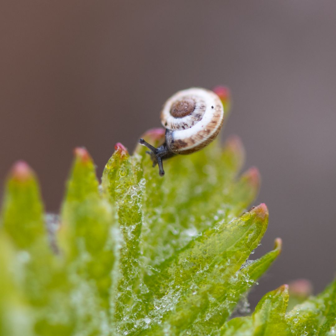 Beau Domaine by Brad Pitt & Famille Perrin