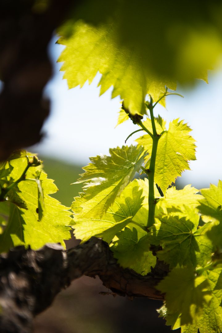 Beau Domaine by Brad Pitt & Famille Perrin