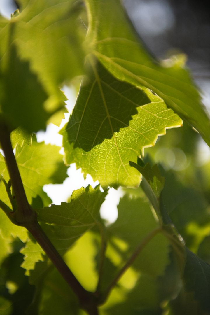 Beau Domaine by Brad Pitt & Famille Perrin