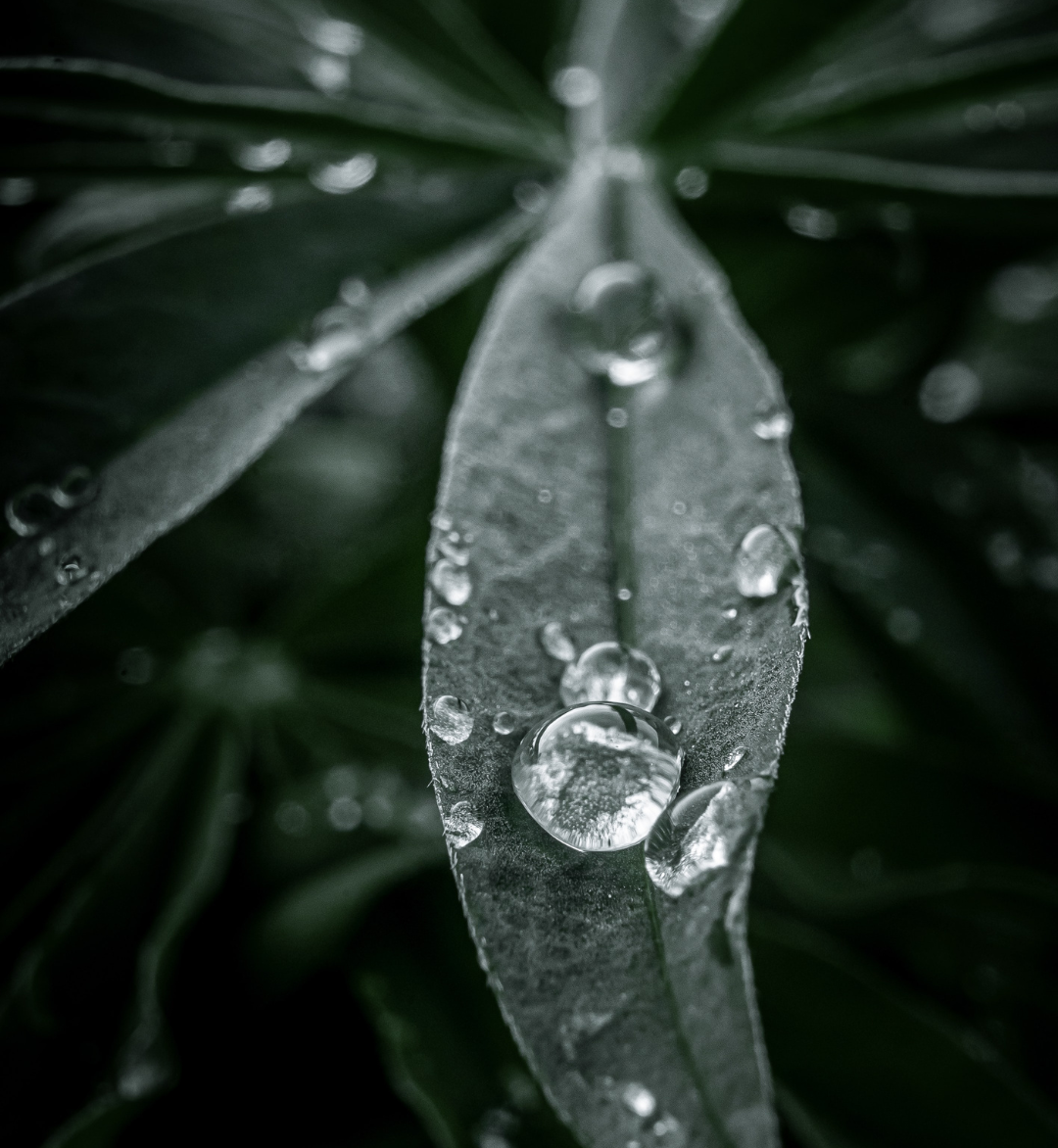 Beau Domaine by Brad Pitt & Famille Perrin