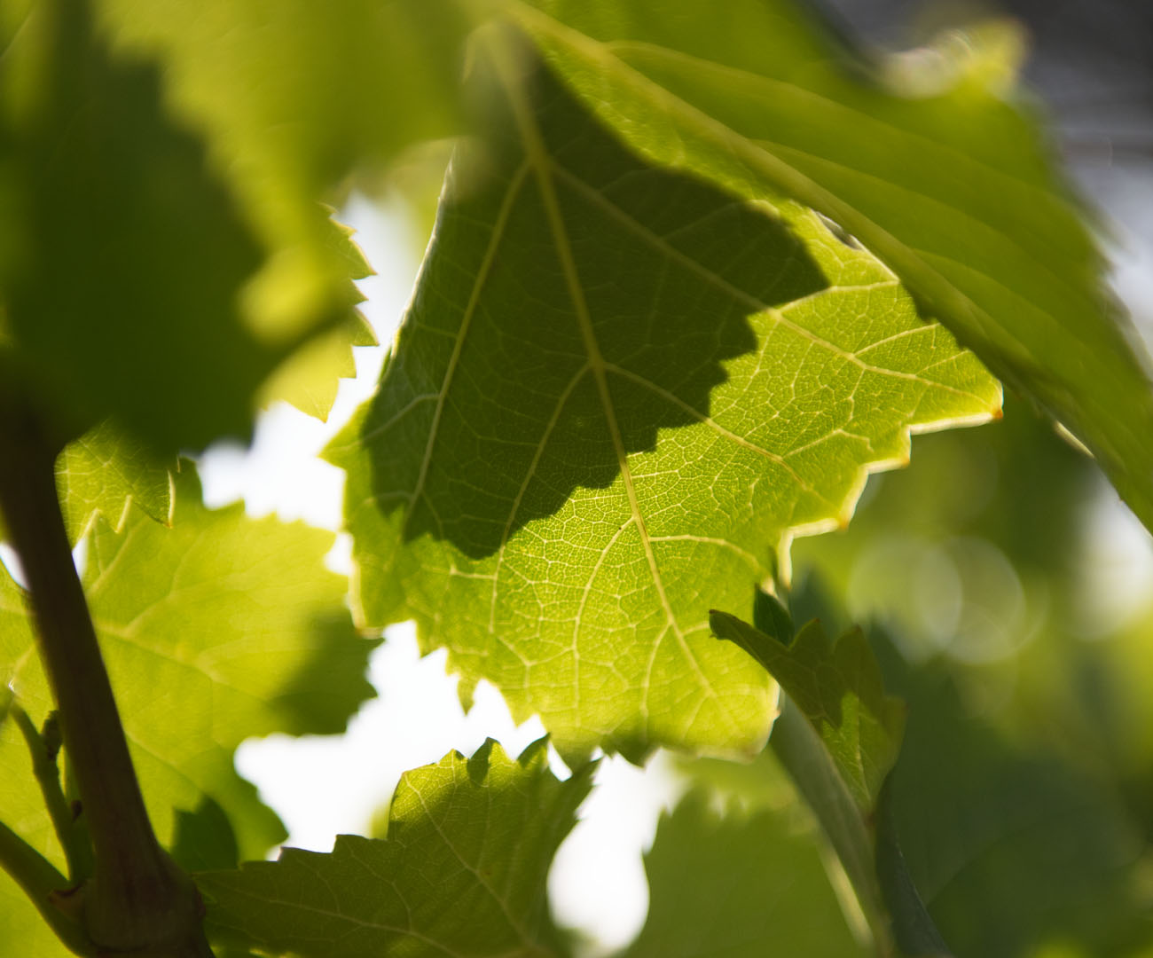 Beau Domaine by Brad Pitt & Famille Perrin